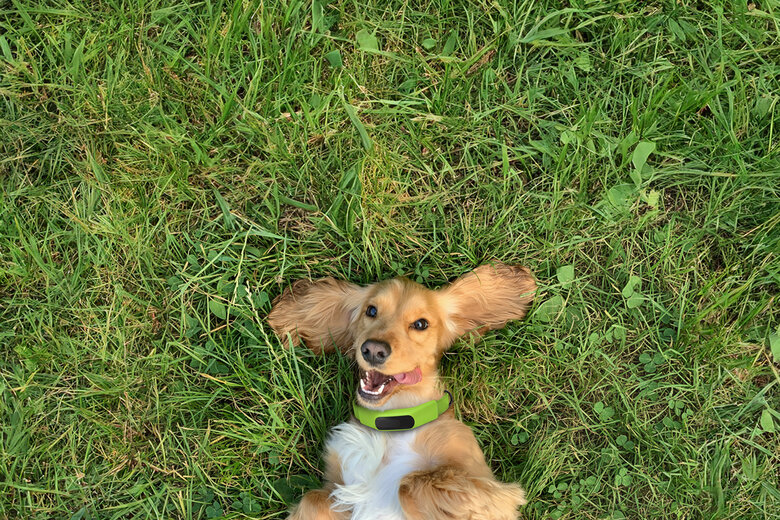 What Makes a Dog Collar Smart: The Ultimate Guide to GPS Tracking and Health Monitoring