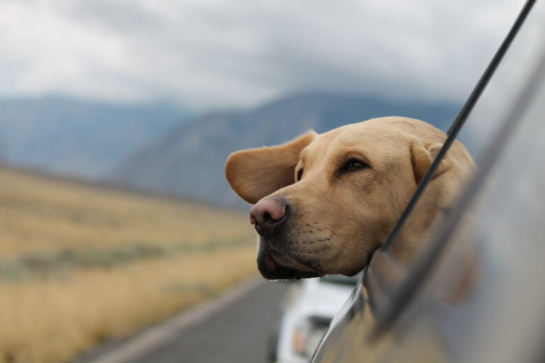 5 Ways Averia Collar Makes Traveling With Your Dog Easier