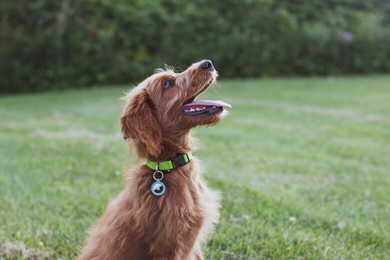Tracking Tragedy: Why AirTags Are Bad for Pet Tracking